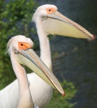 Great_White_Pelicans_S